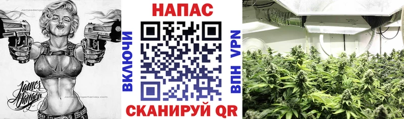 Канабис OG Kush Тогучин